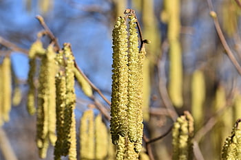 Fleur de noisette, étamines, pollen, Noisette, arbuste, plante, jardin, fleur, Floraison, la nature