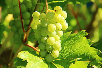 green grapes, vineyard, sunny, closeup, wine-making, grape cluster, vine, leafy, outdoor, nature, fruit