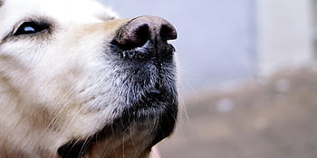 hund, Golden retriever, labrador, dyr, portrett, retriever, kjæledyr, ansikt, gammel hund, natur, pattedyr
