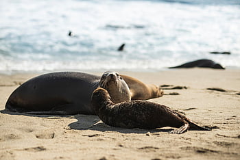 beach, nature, seal, marine, wildlife, sea, ocean