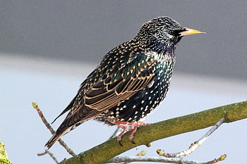 αστέρι, sturnus vulgaris, Συνηθισμένο αστέρι, Ευρωπαϊκό αστέρι, άνοιξη, παρατήρηση πουλιών, πουλί, τραγουδίστρια, φύση, ορνιθολογία, άγριο πουλί