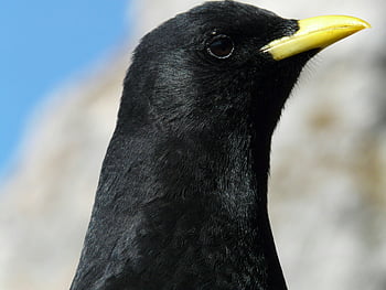black bird, yellow beak, detailed portrait, bright day, focus photography, striking yellow beak, bird photography, close-up bird, nature photography, wildlife photography, black bird portrait