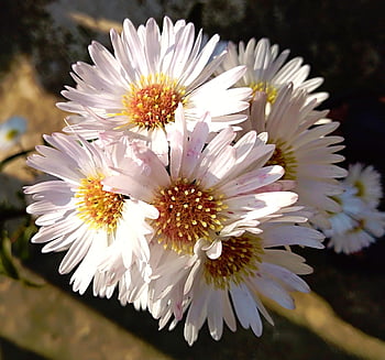 flores, φυτά, primavera