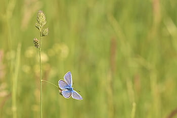 곤충, 곤충학, 나비, 일반적인 청색, 목초지, 닫다, 날개, 자연