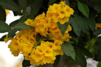 yellow Bells, tecoma Stan, yellow Elder, trumpet Flower, flowers, plant, flower Wallpaper, shrub, petals, leaves, flower Background