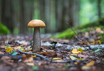 brown mushroom, Leccinum mushroom, forest floor, autumn leaves, daytime, close-up, nature, outdoors, woodland, fungi, season