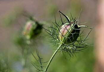 nigella damascena, juffertje v het groen, semen pod, zahradní rostlina, Příroda, dekorativní, jeden rok, letní, dokončené kvetení