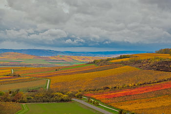 pole, vinice, panoráma, krajina, vinařství, zemědělství, scenérie, scénický, venkov, Příroda, rheinhessen