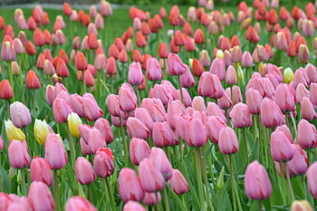 pink tulips, red tulips, flower field, spring garden, colorful tulips, blooming tulips, lush garden, spring flowers, tulip field, vivid display, garden tulips