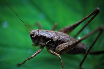 grasshopper, insect, beetle, animal, nature, macro, close Up, hay Horse, grill, flying, insects