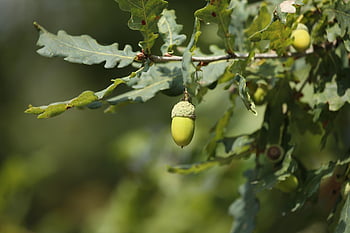 leaf, oak Fruit, nature, acorn, fruit, organic, oak, green