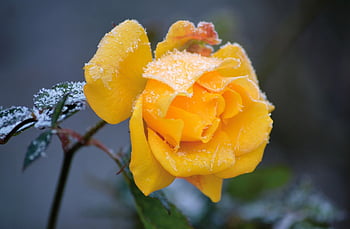rosa, giallo, brina, cristalli di ghiaccio, ghiacciato, inverno, sfondo di fiori, fiorire, fioritura, freddo, bellissimi fiori