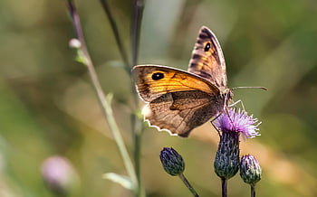 mariposa, flor, polinizar, polinización, insecto, insecto con alas, papel tapiz de flores, alas de mariposa, floración, flora, fauna