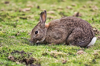 cottontail Rabbit, rabbit, animal, field, meadow, grass, mammal, bunny, fauna, nature