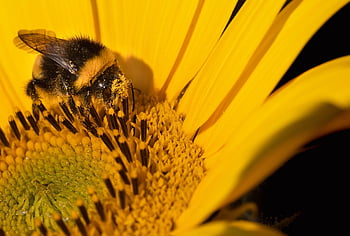 girasol, abejorro, polinización, Bombus criptarum, insecto, insecto con alas, flor, naturaleza, de cerca, himenópteros, fondo de flores