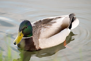 fugl, amp forsendelse, natur, sø, lagune, andrik, krydsord, næb, vand, svømmer
