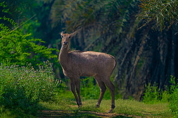 antilopa, volně žijících živočichů, nilgai, bharatpur, Příroda, bovidae, bovinae, džungle, zvíře, Indie, rajasthan