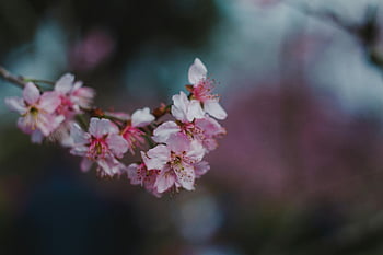 třešňové květy, selektivní zaměření, jarní květiny, jemné květy, plný květ, detailní fotografie, jarní esence, růžové květy, květinové fotografie, fotografování přírody, jarní sezóna