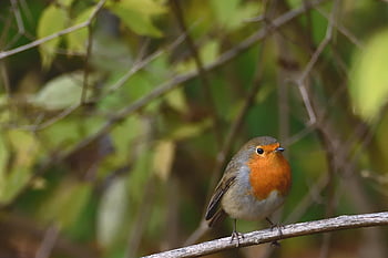 robin, bird, songbird, wildlife, close Up, sitting, bird Watching, ornithology, branch, nature