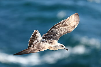 seagull, bird, animal, flight, wings, feathers, plumage, beak, nature, wildlife, avian