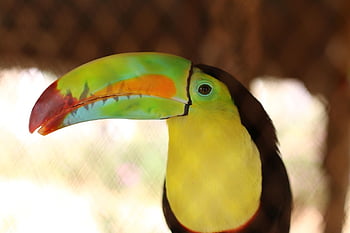 pajaros, tucan, naturaleza, toucan, bird, nature, animal, rainforest, colorful, color, zoo