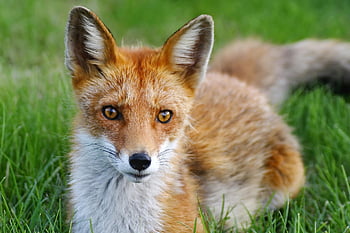 liška, Příroda, zvířat, roux, fauna, divoké zvíře, Červené, makro, detailní, venku, les