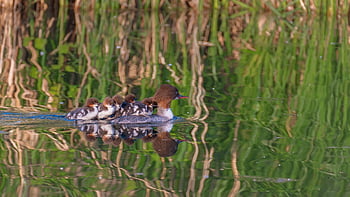 goosander, tracz, pisklę, kaczki, ptactwo wodne, ptaki, ornitologia, dzikiej przyrody, obserwowanie ptaków, jezioro, Natura