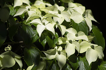 dogwood, flower, beautiful Flowers, flower Wallpaper, white, blossom, garden, tree, flower Background, nature, arboretum
