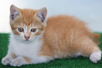 kucing, anak kucing, kucing liar, membelai, gilnyangyi, hewan peliharaan, hewan, bayi kucing, imut, meong, alam