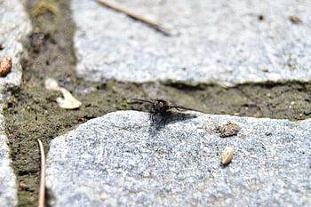 dark Fly On Paving Stone, insect, fly