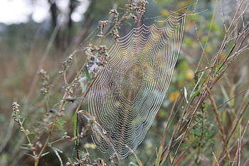 クモの巣、 生息地、 ウェブ、 水滴、 自然、 ネット、 クモ、 秋、 野生動物、 朝、 牧草地