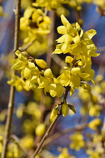 forsizia, cespuglio di forsizia, arbusto, arbusto di forsizia, fioritura precoce, flora, giardino, natura, fiori gialli, giallo acceso, siepe