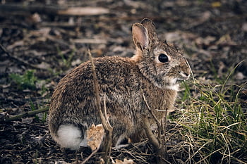 hare, bunny, easter, rodent, cute, spring, outdoors, fauna, nature, rabbit