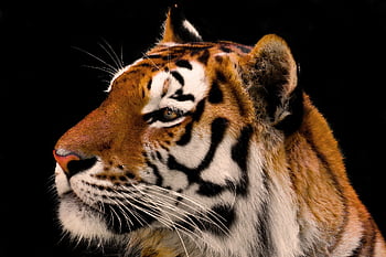 animal, tiger, nature, big Cat, pet, amurtiger, cat, predator, dangerous, siberian Tiger, whiskers