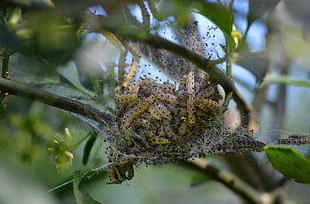 κάμπιες, πανώλη κάμπια, Φωλιά Caterpillar, φωλιά, παράσιτα, έντομα, δέντρο, θάμνος, φύση, των ζώων, άγρια ​​ζωή