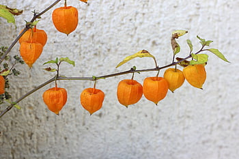 třešeň močového měchýře, květiny, rostlina, čínské lucerny, japonské lucerny, Jahodový moruše, zimní třešeň, květ, Příroda, detailní, Cherry močového měchýře