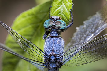 orthetrum brunneum, jižní skimmer, tráva, hmyz, volně žijících živočichů, malý, rostlina, létat, makro, modrý, Příroda