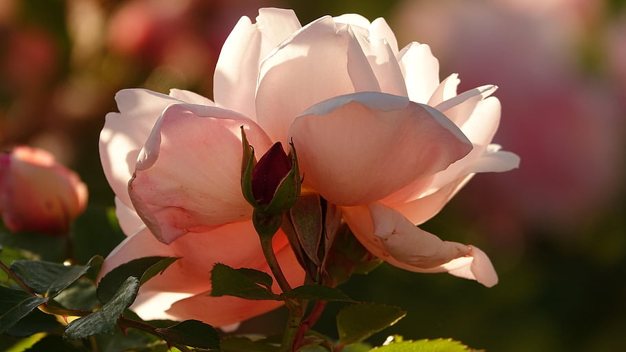pink, evening, nature, garden, spring