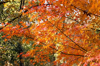 autumn leaves, tree leaves, autumn colors, bright orange leaves, red maple leaves, autumn forest, close-up leaves, fall foliage, orange foliage, red foliage, maple tree