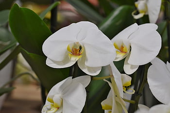 orchidee, fiore, petali, fiore di orchidea, fiorire, fioritura, pianta, natura, esotico, tropicale