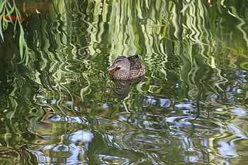 eend, wilde eend, vijver, vogel, waterwild, watervogel, dier, bek, Bill, gevederte, zwemmen