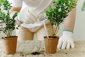 persona plantando plantas, mensajes ecológicos, entorno sostenible, plantas en macetas, ir verde, jardinería, jardinería sostenible, jardinería ecológica, cuidado de las plantas, vida sostenible, ecológico