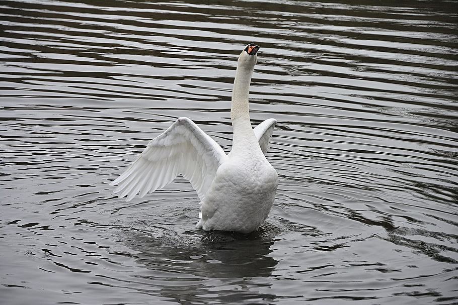 cigno, uccello, lago, sbattimento, volante, cigno reale, uccelli acquatici, uccello acquatico, animale, Ali, piume