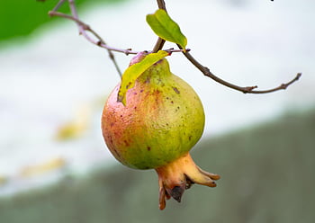 granátové jablko, drsný, ovoce, větev, nezralý, organický, přírodní, vegetariánský, šťavnatý, svěžest, vitamíny