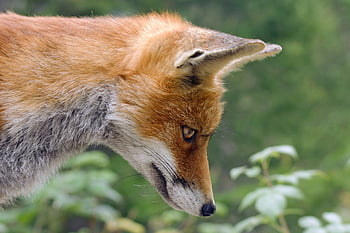 fox, red Fox, animal, nature, wild, carnivore, wild Animal, wildlife, wildlife Photography, animal World, head