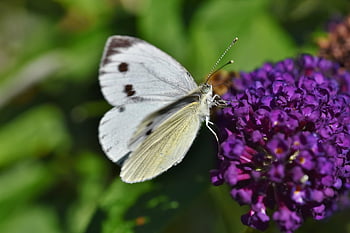 motýl, křídlo, květ, hmyz, opylování, květenství, flóra, zvíře, motýlí křídla, entomologie