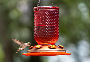 bird, feeder, nature, seed, food, animal, wildlife, colorful, beak, feathers, wings