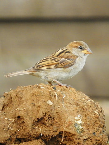 sperling, house Sparrow, songbird