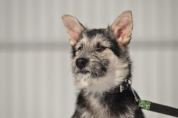 dog, beautiful Portrait Of A Dog, photo On Nikon D800, shelter Perm, for Dogs, puppy, photo Session On The Street, how To Photograph Animals, shooting Animal, animal Photographer, dog Face