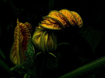 zucchini, garden, vegetables, vegetable Garden, food, organic, power, nature, eat, yellow, health